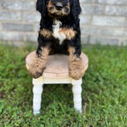 Olive (formerly Willow) - Phantom female Bernedoodle puppy in Spring, Texas from At The Cross Kennel