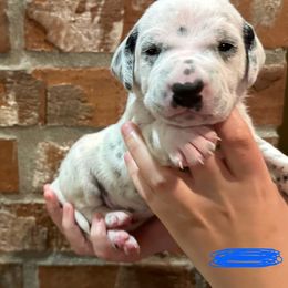 Dalmatian Puppies from Cowart’s Dalmatians