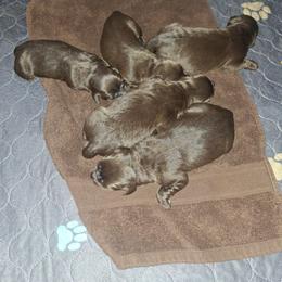 Boy 4 - Chocolate male Labrador Retriever puppy in Moodus, Connecticut from Brownstone Labradors