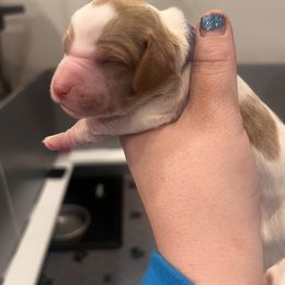 Brittany Puppies from Sandridge Brittanys