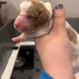 Brittany Puppies from Sandridge Brittanys
