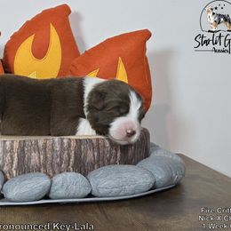 Australian Shepherd Puppies from Starlit Grove Australian Shepherds