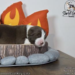 Australian Shepherd Puppies from Starlit Grove Australian Shepherds