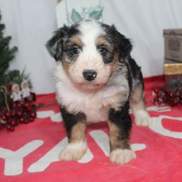 Copper - Blue merle male Aussiedoodle puppy in Tuscola, Illinois from Dream on puppies
