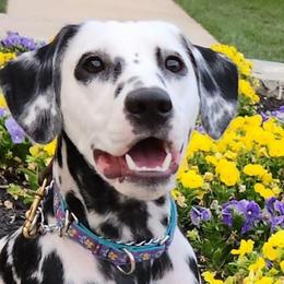 PRADA - Dalmatian