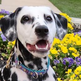 PRADA - Dalmatian