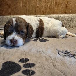 Kiara - Brown white and tan female Cockapoo puppy in Cabool, Missouri from Onyx Cave Kennel