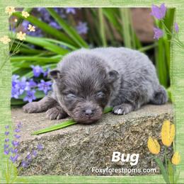 Bug - Black and tan male Pomeranian puppy in Eatonville, Washington from Foxy Forest Poms