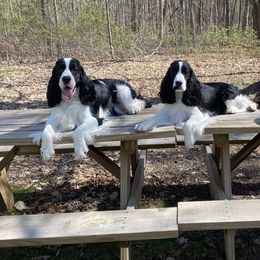 English Springer Spaniels from RuffHouser English Springer Spaniels
