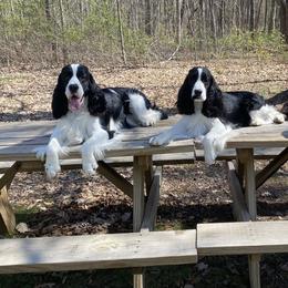English Springer Spaniels from RuffHouser English Springer Spaniels