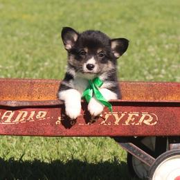 Boy 1 green Ribbon - Black and tan male Pembroke Welsh Corgi puppy in Ville Platte, Louisiana from Flat town corgis