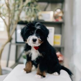 Joey - Tri-color male Bernedoodle puppy in Murray, Utah from Sun Valley Doodles
