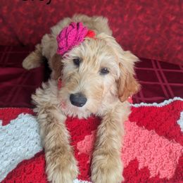 Girl 5 - Cream Goldendoodle puppy in Texas from Hoppi Sensory Doodles