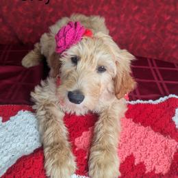Girl 5 - Cream Goldendoodle puppy in Texas from Hoppi Sensory Doodles