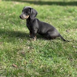 Maggie - Dachshund