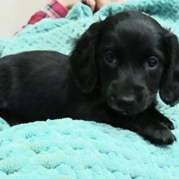 Snow white - Black female Dachshund puppy in Salome, Arizona from Boopenstein Doxies
