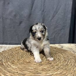 Missy - Blue merle female Miniature American Shepherd puppy in Clinton, Missouri from Mockingbirds American Minis