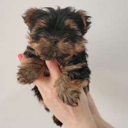 Yorkshire Terrier Puppies from Yorkie Puppies Redwood Ranch Chicago