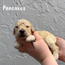Pancake's - Cream female Goldendoodle puppy in Atlantic Beach, Florida from Glamorous Golden Doodles