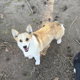 Brew - Pembroke Welsh Corgi