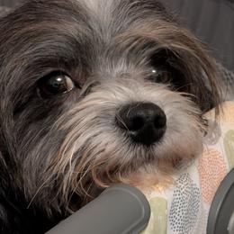 Lacey - Havanese