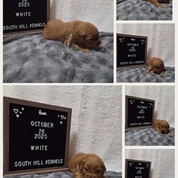 Golden Retriever Puppies from South Hill Golden Retrievers