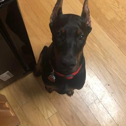 Doberman Pinscher Puppies from Makkr Ridge Dobermans LLC