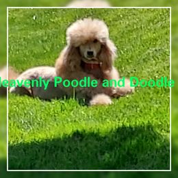 Goregous - Poodle