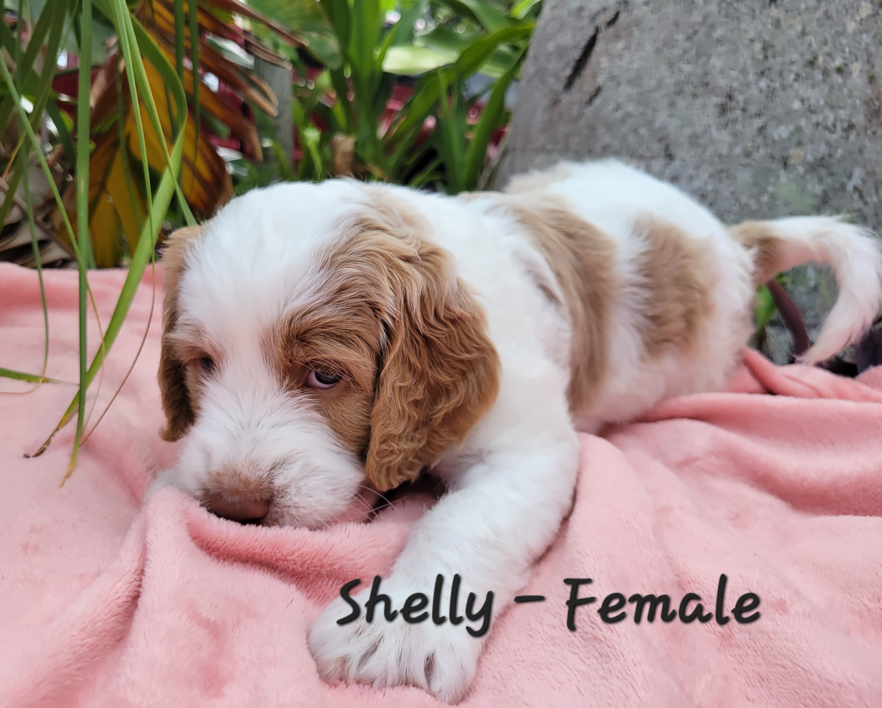 Springerdoodle Puppies from Springerdoodles of Florida