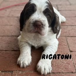 Rigatoni - Liver white and roan male English Springer Spaniel puppy in Plainwell, Michigan from Homegrown Springers