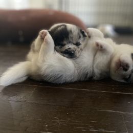 Pomsky Puppies from Pomsky‘s Palace