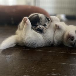 Pomsky Puppies from Pomsky‘s Palace