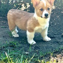 Boy 4 - Red male Pembroke Welsh Corgi puppy in Ridgeland, South Carolina from FOF Lowcountry Corgis