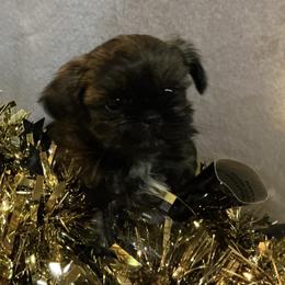 Eva - Black female Shih Tzu puppy in Pleasant Shade, Tennessee from Kuntry Tyme Shih Tzus
