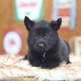 Jera - Black female German Shepherd puppy in Philippi, West Virginia from Vom Haus Highlands