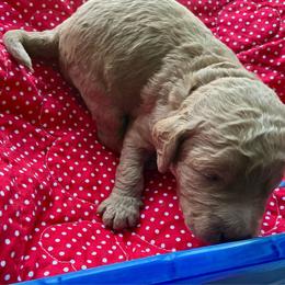 Periwinkle collar - Apricot male Labradoodle puppy in Mechanicville, New York from Deuce's Doodles