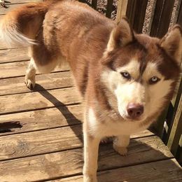 Siberian Huskies from Greens 5 Acres Huskies