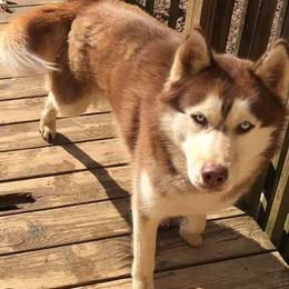 Siberian Huskies from Greens 5 Acres Huskies