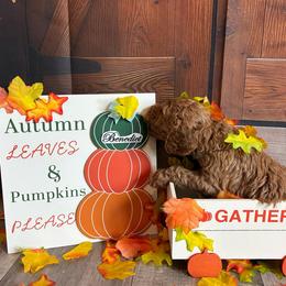 Benedict - Apricot male Poodle puppy in Fountain, Florida from Silva Royale Standard Poodles