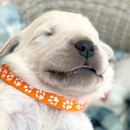 Chai - Light golden male Golden Retriever puppy in Watkins, Colorado from Brightside Goldens