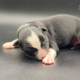 Miniature Australian Shepherd and Toy Australian Shepherd Puppies from P3 Toy and Miniature Australian Shepherd’s