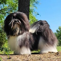 Havanese puppies from Moe's Goldens and HavAntics