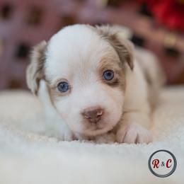 Reuben - Red merle male Miniature Australian Shepherd puppy in Buna, Texas from R & C Kennels