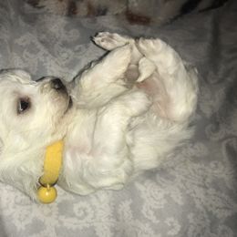 Maltese Puppies from Emotional Amor Support