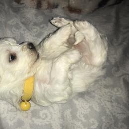 Maltese Puppies from Emotional Amor Support