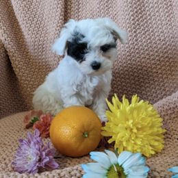 Maltipoos from Bundle of Joy Maltipoo