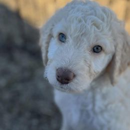 Aussiedoodles from C3pups