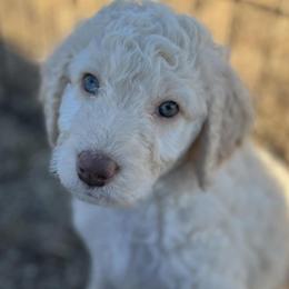 Aussiedoodles from C3pups