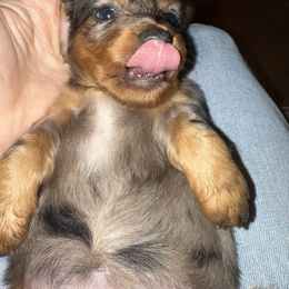 Ginny - Dapple female Dachshund puppy in Stillwater, Oklahoma from Louis' Litters