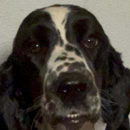 Lucy - English Springer Spaniel